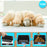 Duronic Digital Kitchen Scales with Golden retriever puppies eating from bowls, demonstrating the tare function.